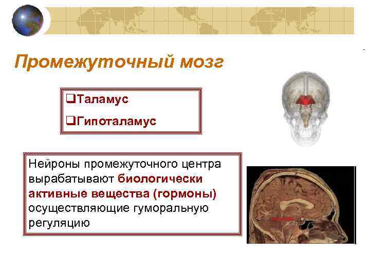 Промежуточный мозг q. Таламус q. Гипоталамус Нейроны промежуточного центра вырабатывают биологически активные вещества (гормоны)
