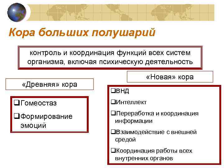 Кора больших полушарий контроль и координация функций всех систем организма, включая психическую деятельность «Древняя»