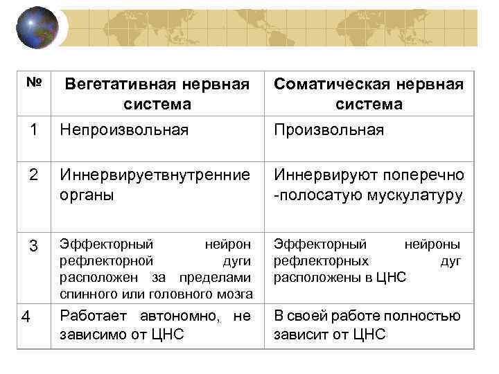 № Вегетативная нервная система Соматическая нервная система 1 Непроизвольная Произвольная 2 Иннервируетвнутренние органы Иннервируют
