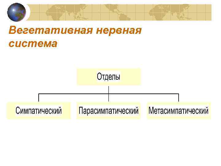Вегетативная нервная система 