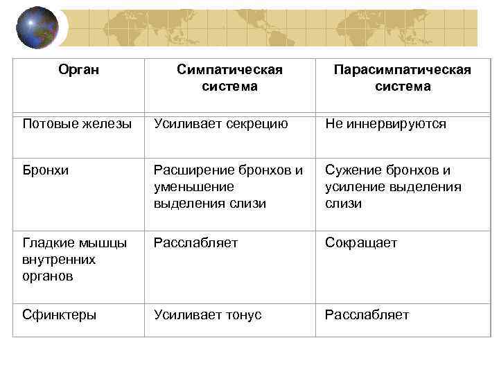 Орган Симпатическая система Парасимпатическая система Потовые железы Усиливает секрецию Не иннервируются Бронхи Расширение бронхов