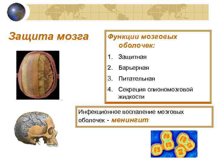 Защита мозга Функции мозговых оболочек: 1. Защитная 2. Барьерная 3. Питательная 4. Секреция спиономозговой