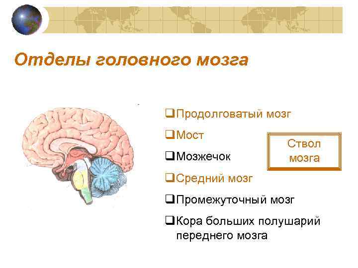 Отделы головного мозга q. Продолговатый мозг q. Мост q. Мозжечок Ствол мозга q. Средний