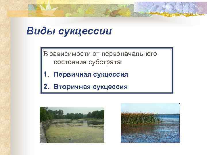 Виды сукцессии В зависимости от первоначального состояния субстрата: 1. Первичная сукцессия 2. Вторичная сукцессия