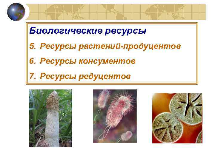 Биологические ресурсы 5. Ресурсы растений-продуцентов 6. Ресурсы консументов 7. Ресурсы редуцентов 