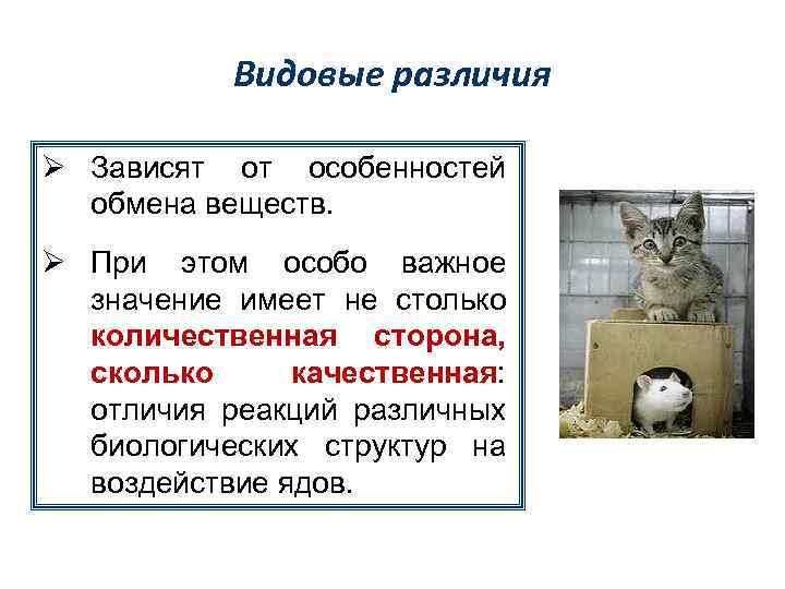 Видовые различия Ø Зависят от особенностей обмена веществ. Ø При этом особо важное значение