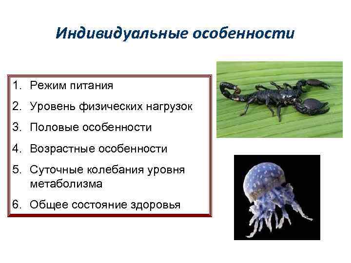 Индивидуальные особенности 1. Режим питания 2. Уровень физических нагрузок 3. Половые особенности 4. Возрастные