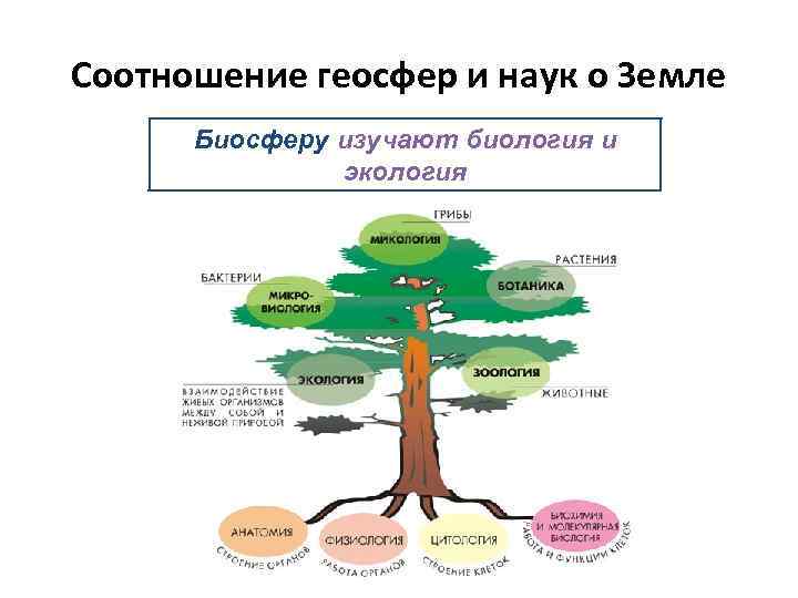 Соотношение геосфер и наук о Земле Биосферу изучают биология и экология 