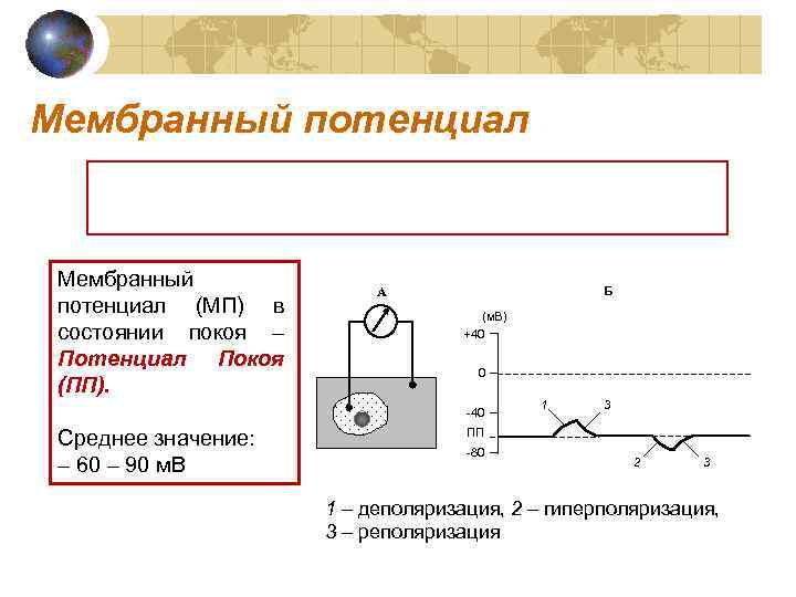 Мембранный потенциал (МП) в состоянии покоя – Потенциал Покоя (ПП). Б А (м. В)