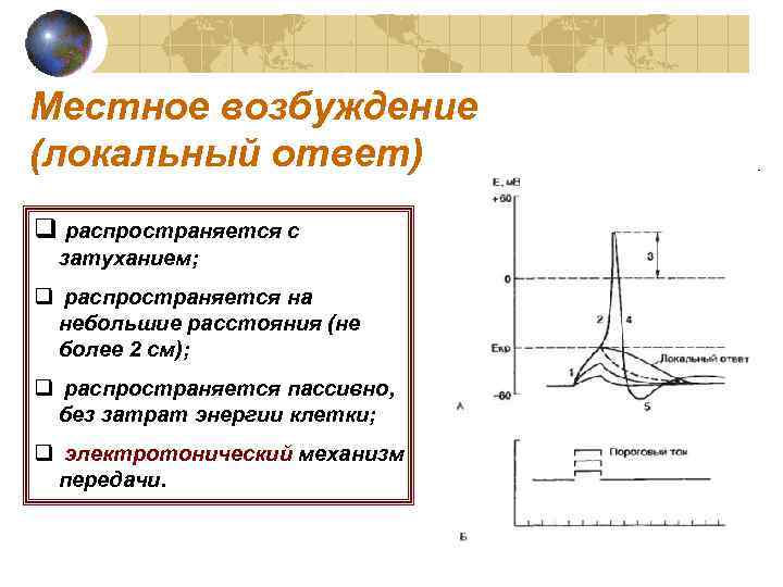 Местное возбуждение (локальный ответ) q распространяется с затуханием; q распространяется на небольшие расстояния (не