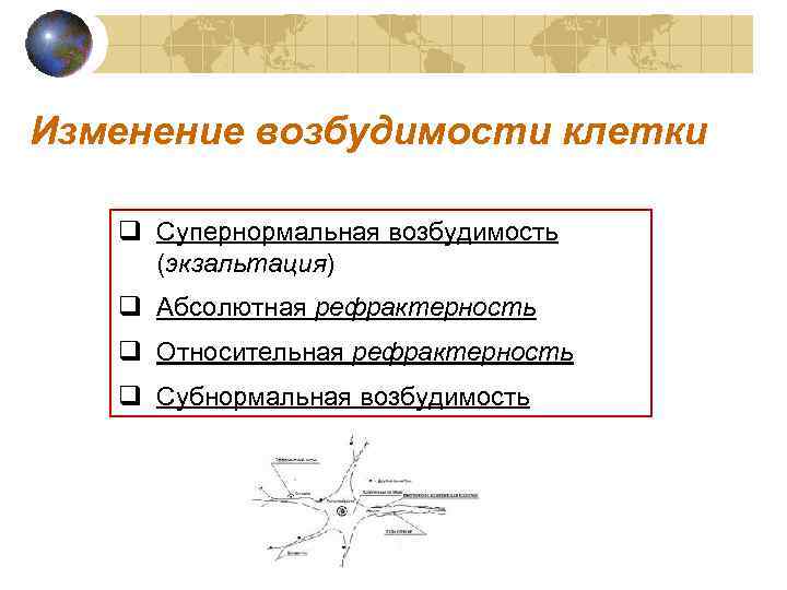 Изменение возбудимости клетки q Супернормальная возбудимость (экзальтация) q Абсолютная рефрактерность q Относительная рефрактерность q