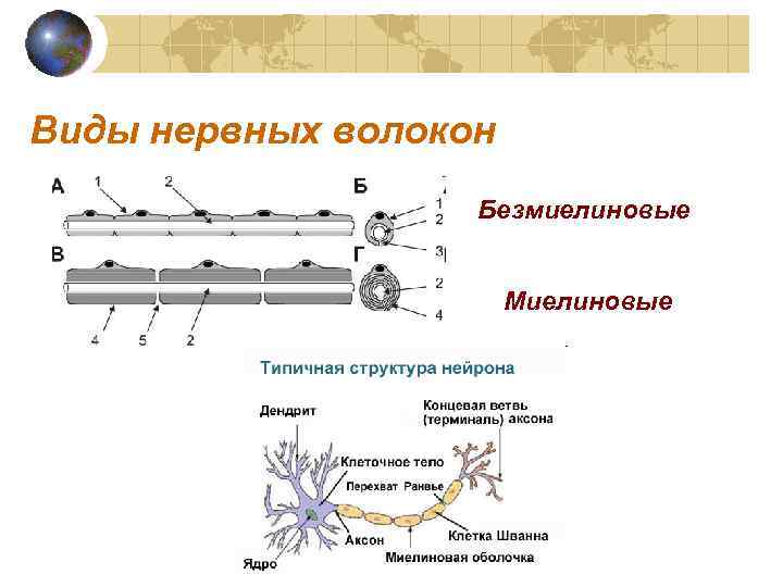 Виды нервных волокон Безмиелиновые Миелиновые 