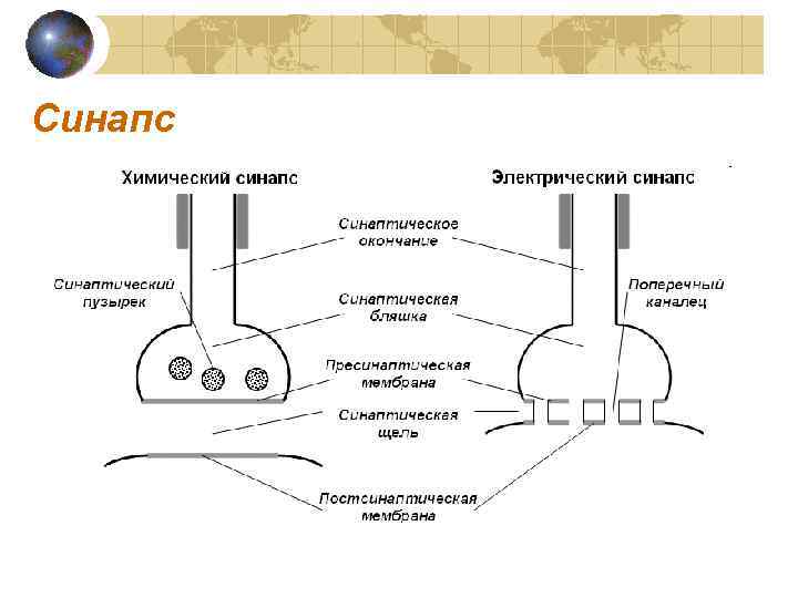Синапс 