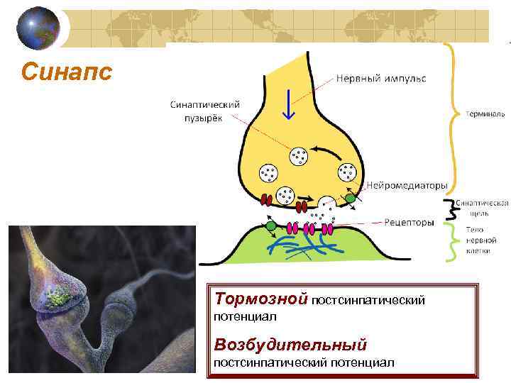 Синапс Тормозной постсинпатический потенциал Возбудительный постсинпатический потенциал 