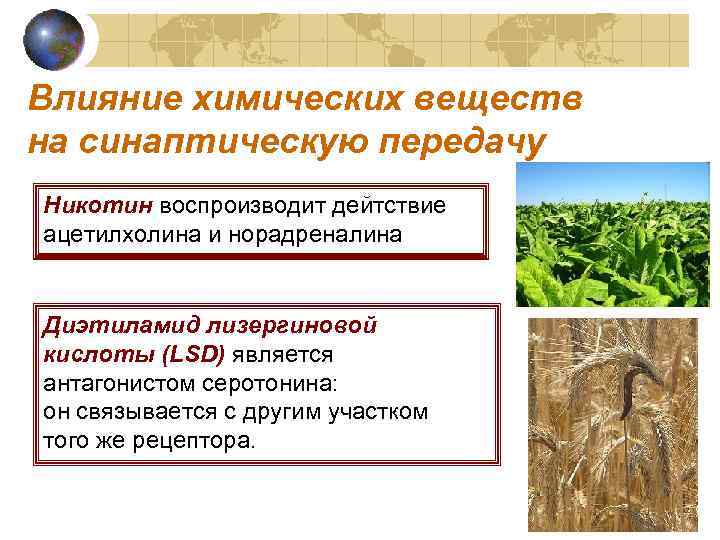 Влияние химических веществ на синаптическую передачу Никотин воспроизводит дейтствие ацетилхолина и норадреналина Диэтиламид лизергиновой