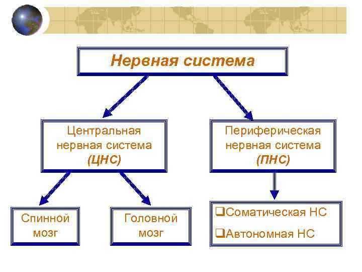 Нервная система Центральная нервная система (ЦНС) Спинной мозг Головной мозг Периферическая нервная система (ПНС)