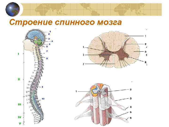 Строение спинного мозга 