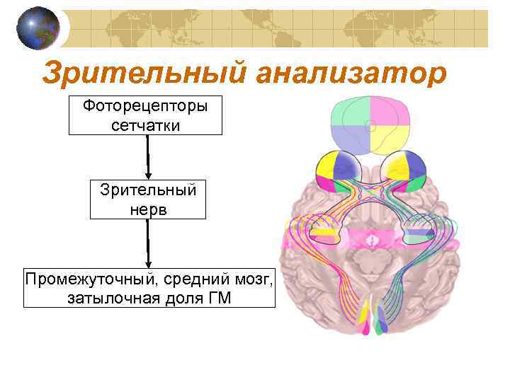 Зрительный анализатор Фоторецепторы сетчатки Зрительный нерв Промежуточный, средний мозг, затылочная доля ГМ 