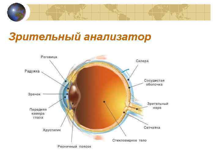 Зрительный анализатор 