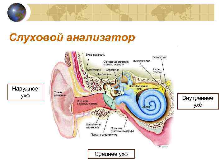 Слуховой анализатор Наружное ухо Внутреннее ухо Среднее ухо 