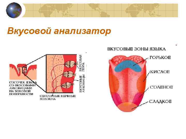 Вкусовой анализатор 