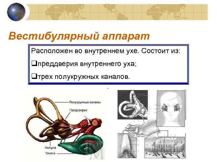 Вестибулярный аппарат Расположен во внутреннем ухе. Состоит из: qпреддверия внутреннего уха; qтрех полукружных каналов.