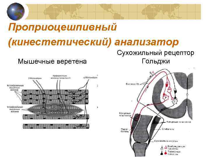 Проприоцешпивный (кинестетический) анализатор Мышечные веретена Сухожильный рецептор Гольджи 