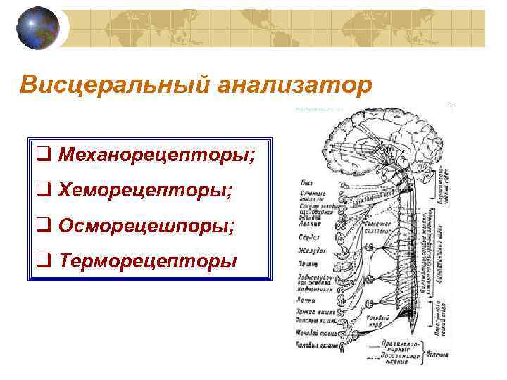 Висцеральный анализатор q Механорецепторы; q Хеморецепторы; q Осморецешпоры; q Терморецепторы 