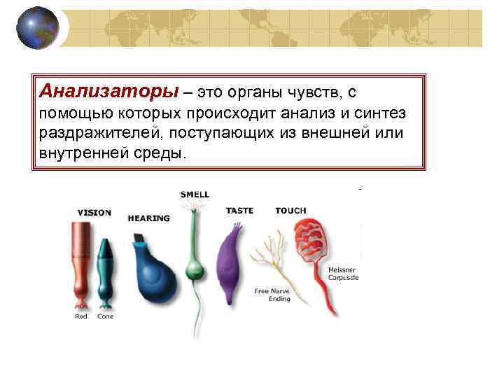 Анализаторы – это органы чувств, с помощью которых происходит анализ и синтез раздражителей, поступающих