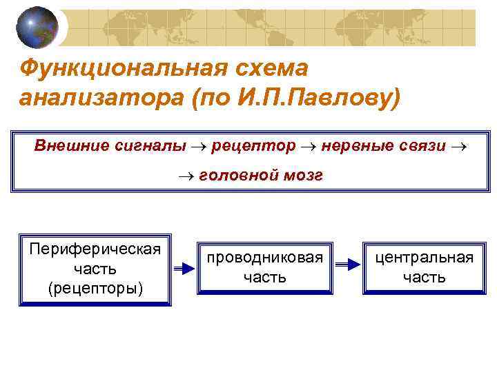 Функциональная схема анализатора (по И. П. Павлову) Внешние сигналы рецептор нервные связи головной мозг