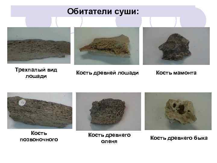 Обитатели суши: Трехпалый вид лошади Кость позвоночного Кость древней лошади Кость древнего оленя Кость