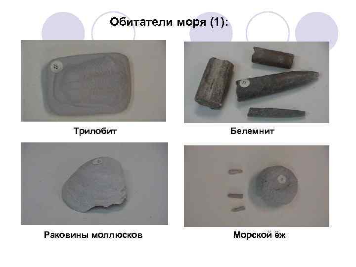 Обитатели моря (1): Трилобит Раковины моллюсков Белемнит Морской ёж 