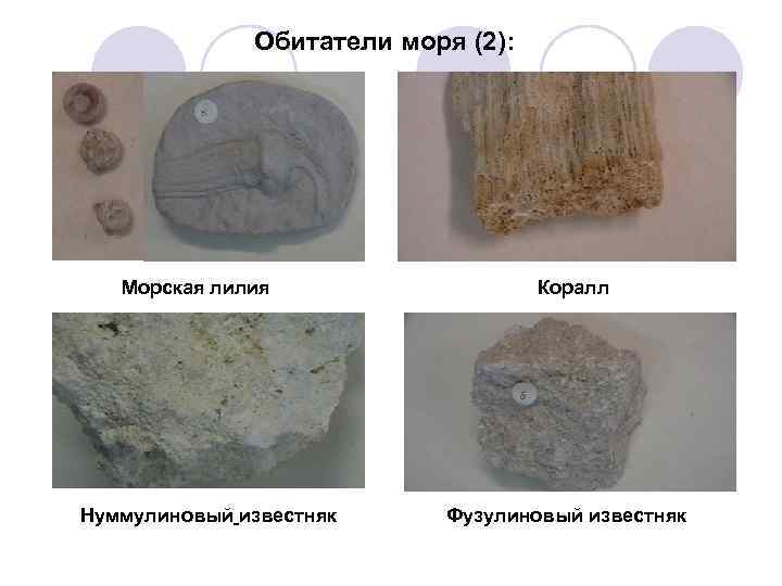 Обитатели моря (2): Морская лилия Нуммулиновый известняк Коралл Фузулиновый известняк 