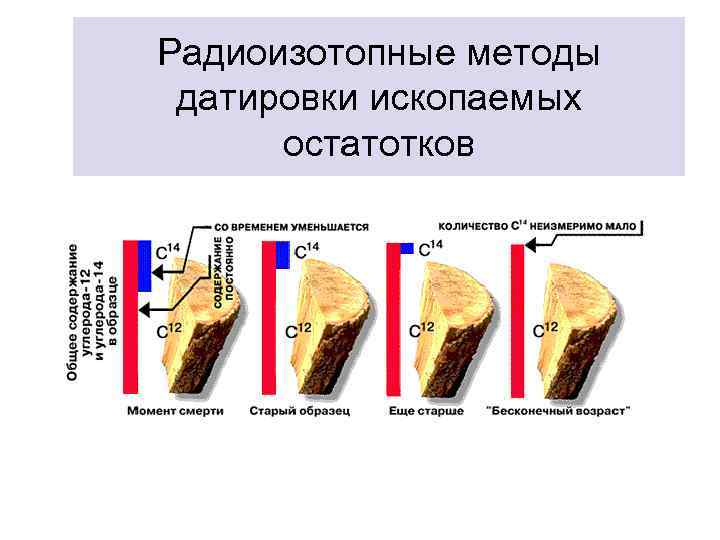 Радиоизотопные методы датировки ископаемых остатотков 