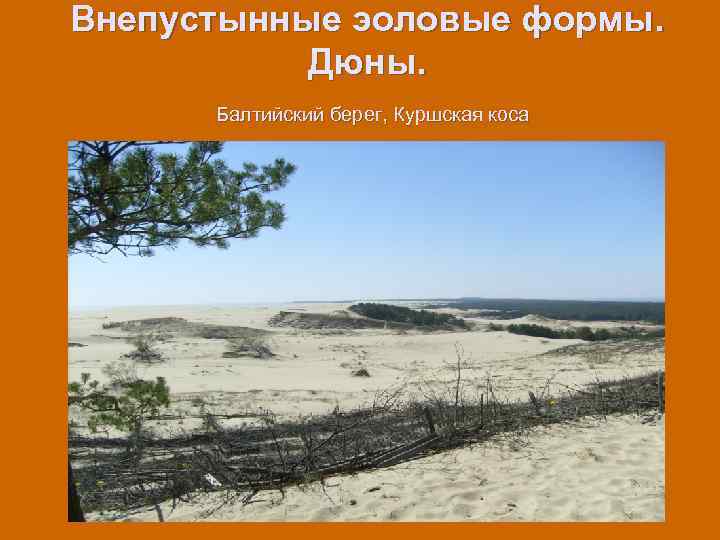 Внепустынные эоловые формы. Дюны. Балтийский берег, Куршская коса 