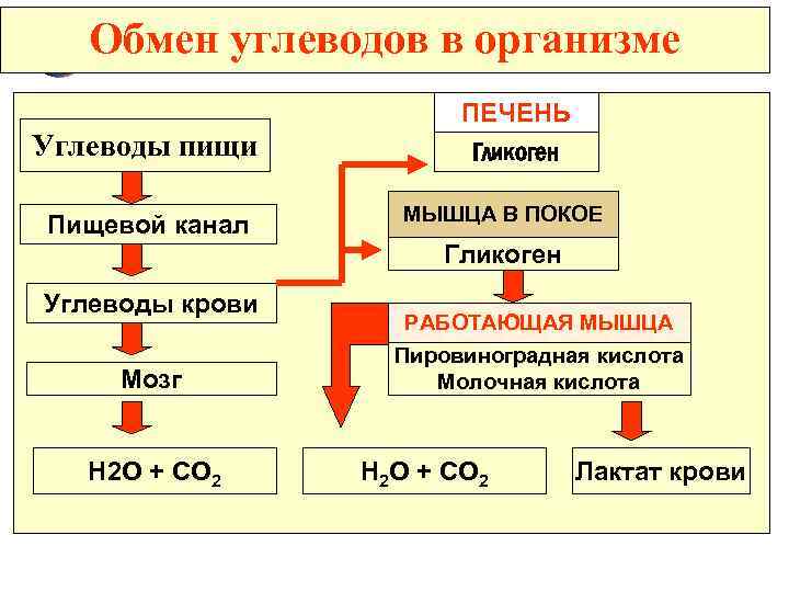 Печень организма углеводы. Обмен углеводов схема. Обмен углеводов схема 8 класс. Обмен углеводов функции углеводов суточная норма. Обмен углеводов в организме человека схема 8 класс.