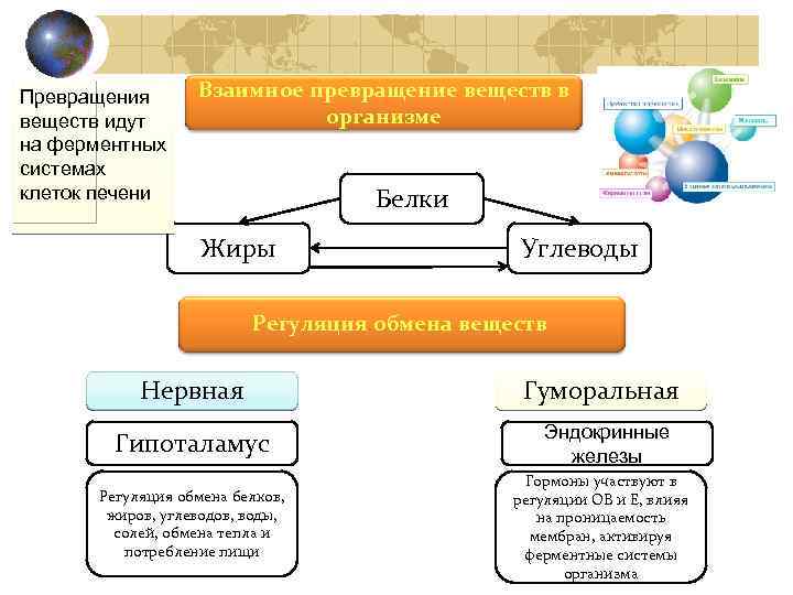 Процессы химического превращения веществ. Взаимное превращение веществ в организме. Превращение органических веществ в организме. Взаимное превращение веществ в организме схема. Превращение органических веществ в организме схема.