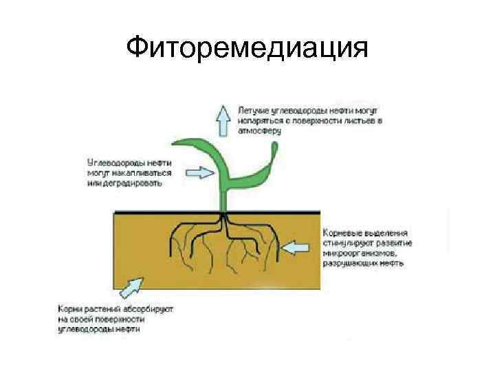Фиторемедиация 