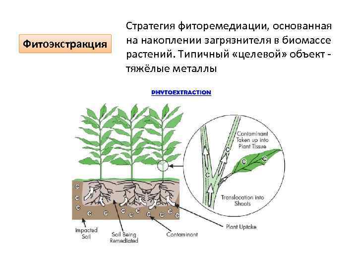 Фитоэкстракция Стратегия фиторемедиации, основанная на накоплении загрязнителя в биомассе растений. Типичный «целевой» объект тяжёлые