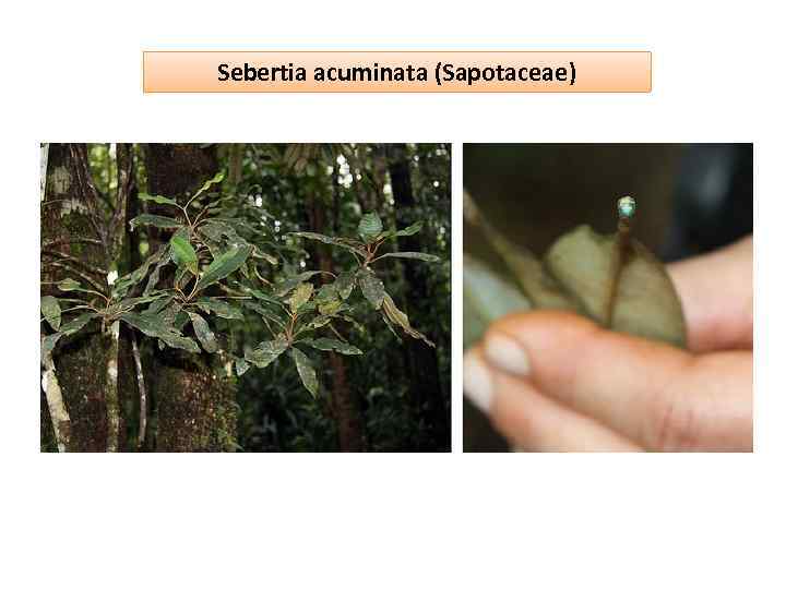 Sebertia acuminata (Sapotaceae) 