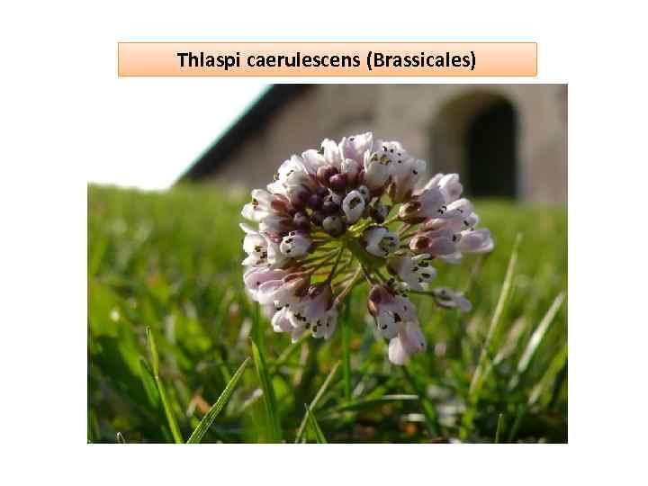 Thlaspi caerulescens (Brassicales) 