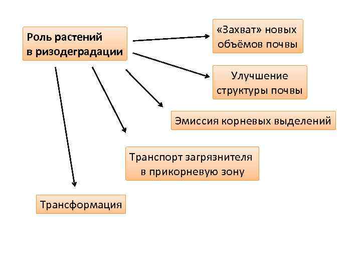 Роль растений в ризодеградации «Захват» новых объёмов почвы Улучшение структуры почвы Эмиссия корневых выделений