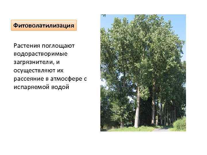Фитоволатилизация Растения поглощают водорастворимые загрязнители, и осуществляют их рассеяние в атмосфере с испаряемой водой