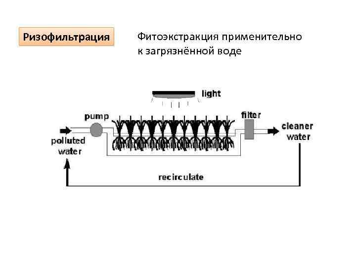 Ризофильтрация Фитоэкстракция применительно к загрязнённой воде 