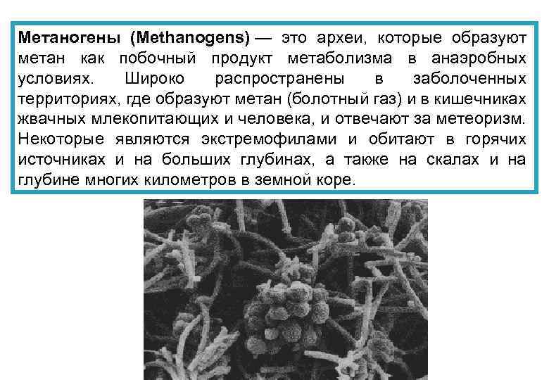 Метаногены (Methanogens) — это археи, которые образуют метан как побочный продукт метаболизма в анаэробных