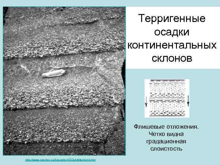 Терригенные осадки континентальных склонов Флишевые отложения. Четко видна градационная слоистость http: //www. plechov. ru/Education/OCEAN/lection