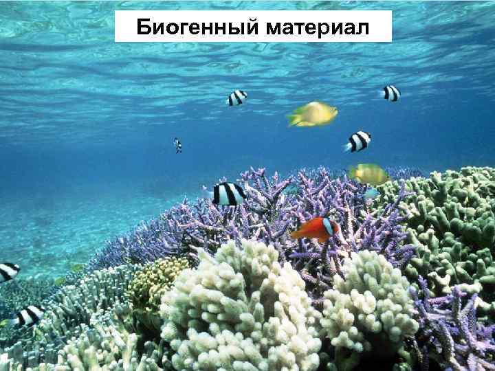 Биогенный материал 