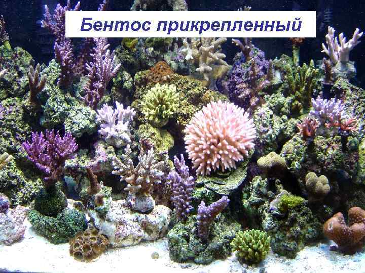Бентос прикрепленный 