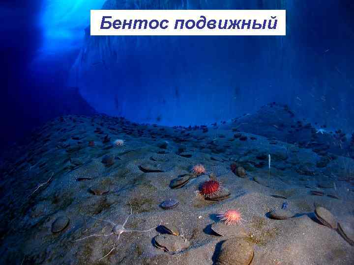Бентос подвижный 