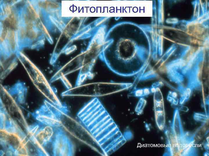 Фитопланктон Диатомовые водоросли 